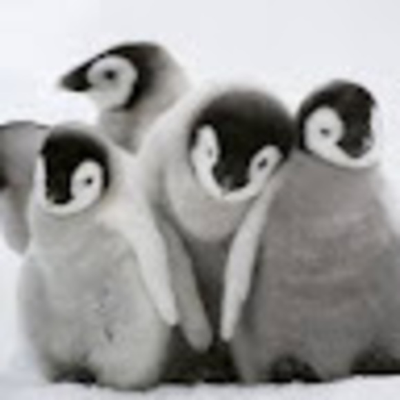 chloepenguin15